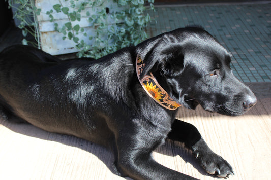 Hand Tooled Sunflower Leather Western Dog Collar