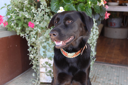 Hand Tooled Turquoise & Red Leather Dog Collar